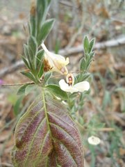 Henrya insularis