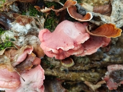 Phlebia incarnata image