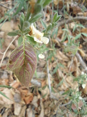 Henrya insularis