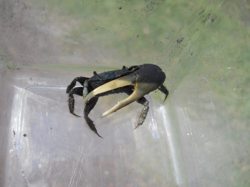 Mud Fiddler Crab, photo 3 of 8