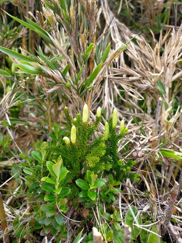 Dendrolycopodium juniperoideum observed 2023-06-27