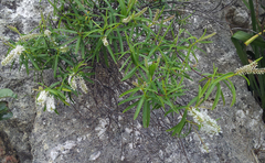 Veronica stenophylla stenophylla