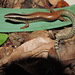 Schwartze's Skink - Photo (c) Daniel Cabrera, some rights reserved (CC BY-NC), uploaded by Daniel Cabrera