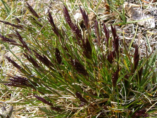 Alaska wild rye (Elymus alaskanus)