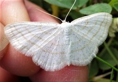 Scopula quadrilineata