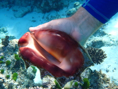 Lambis truncata