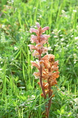 Orobanche lutea