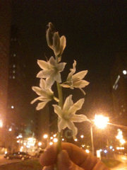 Ornithogalum nutans