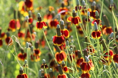 Ratibida columnifera