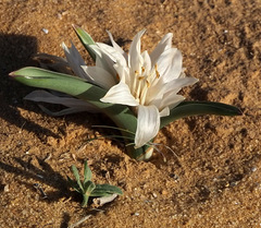 Colchicum ritchii