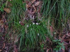 Ophiopogon intermedius, photograph (c) Yu-Chang Chen, some rights reserved (CC BY)