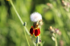 Ratibida columnifera
