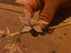 Ornithogalum nutans