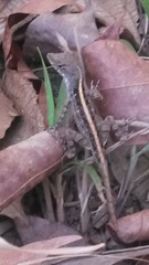 Anolis sagrei