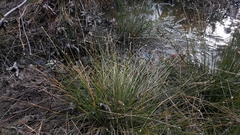 Eleocharis tuberculosa