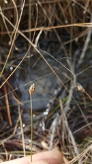 Eleocharis tuberculosa