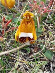 Calceolaria uniflora