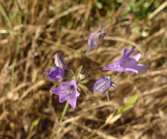 Triteleia laxa