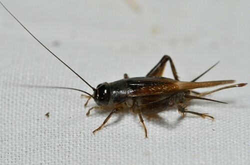 Cicada Cricket