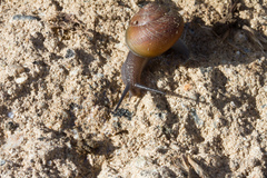 Xerarionta intercisa