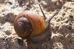 Xerarionta intercisa