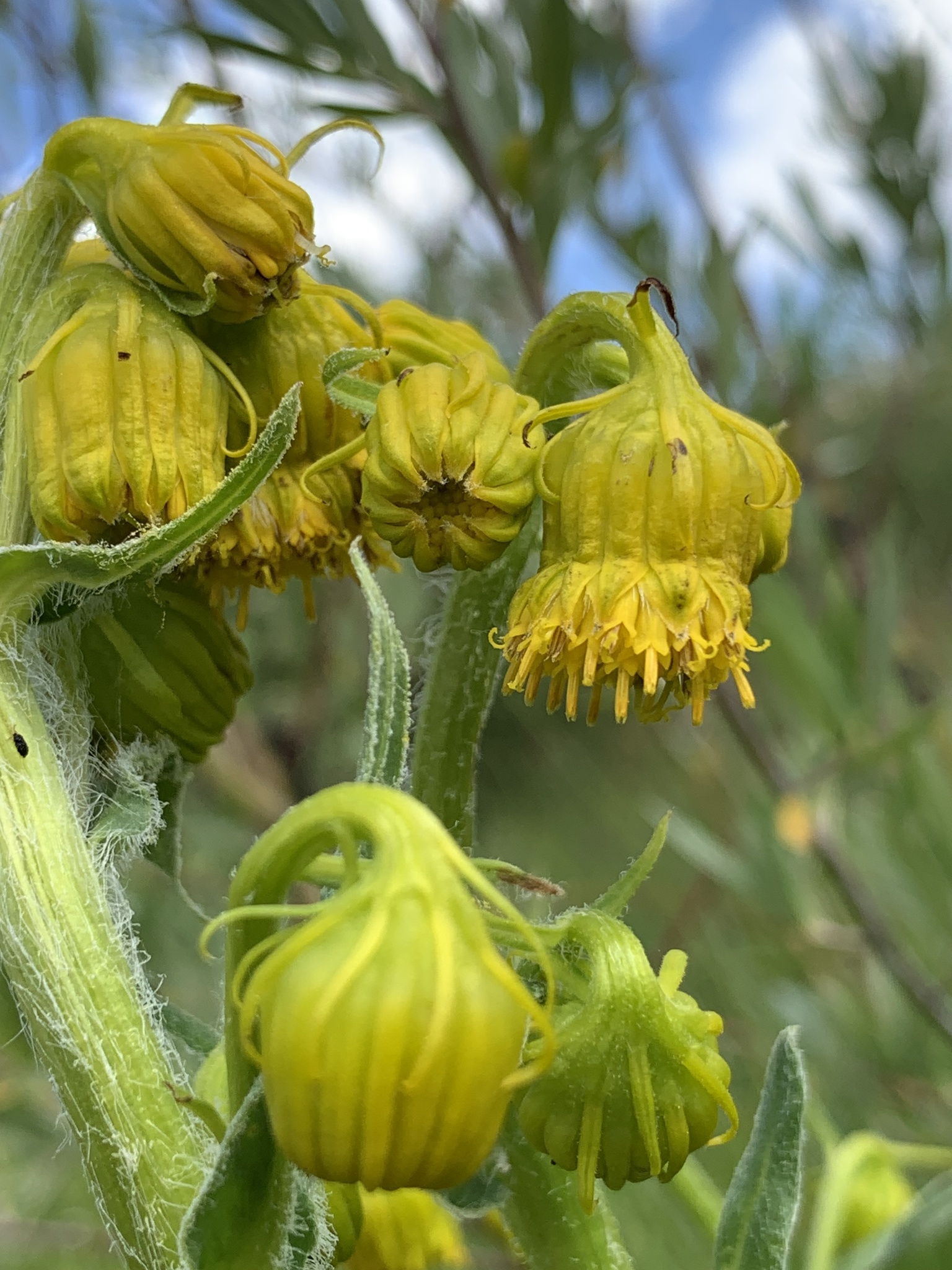 Senecio bigelovii