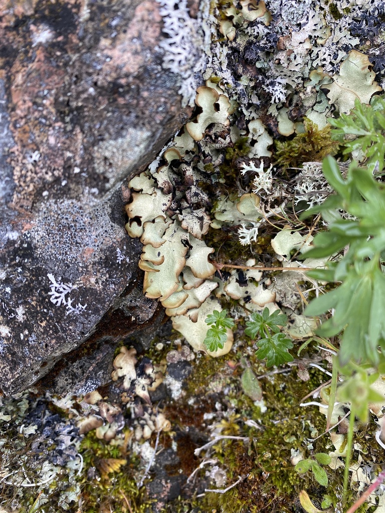 Cetrelia alaskana