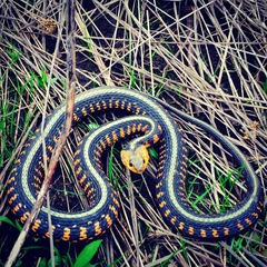 Thamnophis sirtalis concinnus