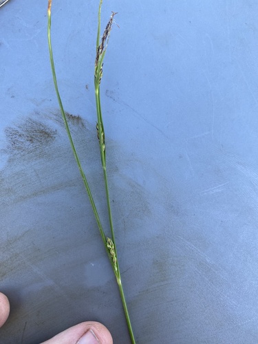 Carex ramenskii iNat (2)