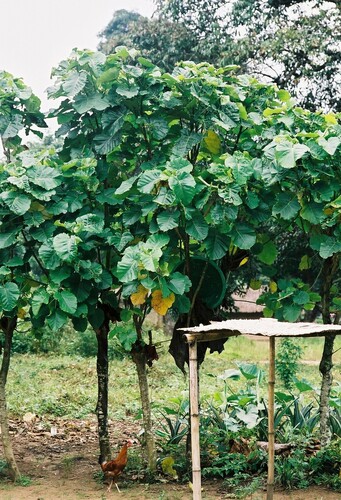 Umbrella Tree Fig