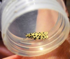 Izatha peroneanella