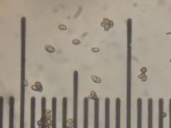 Cortinarius volvatus