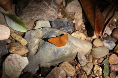 Emesis mandana