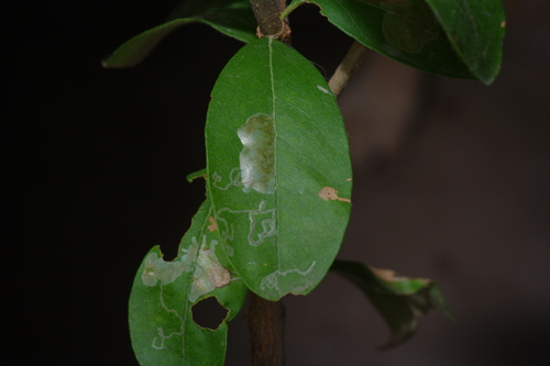Sideroxylon lanuginosum