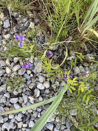 marsh pea