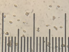 Cortinarius volvatus