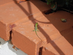 Anolis porcatus