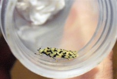 Izatha peroneanella