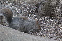 Sciurus carolinensis pennsylvanicus