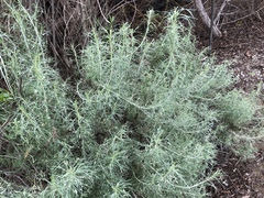 Aceria paracalifornica