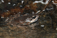 Boulenger's Indian Frog photo 4
