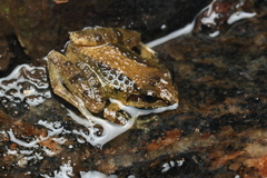 Boulenger's Indian Frog photo 3