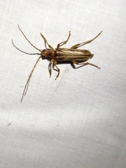 Ortholeptura valida
