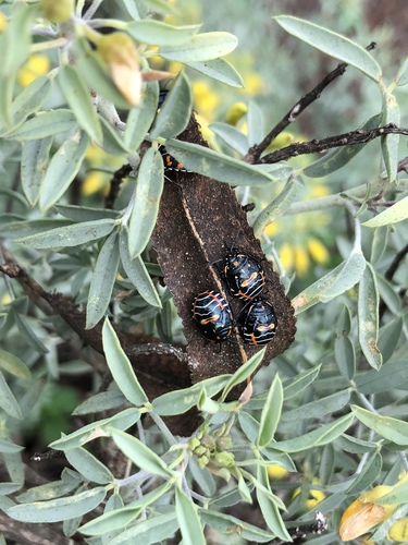 iNaturalist observation photo of Harlequin Bug