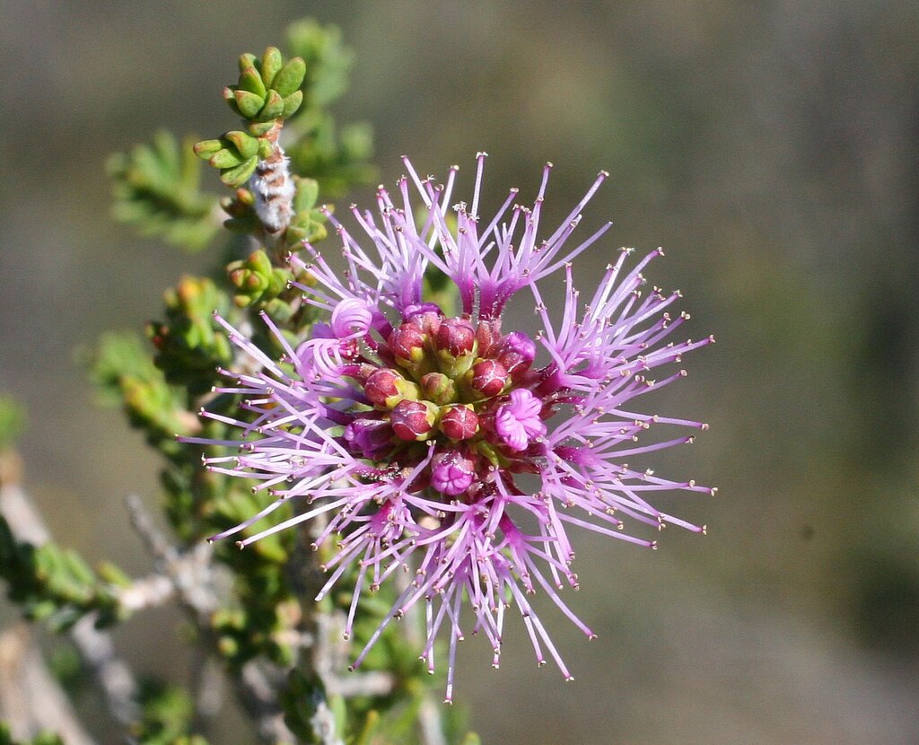 pink bottlebrush