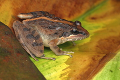 Boulenger's Indian Frog photo 1