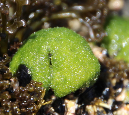 Cladophora albida observed 2019-01-05