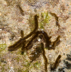Myriogloea intestinalis
