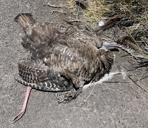 Wild Turkey photographed in Hawaii