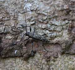 Colobothea bicuspidata